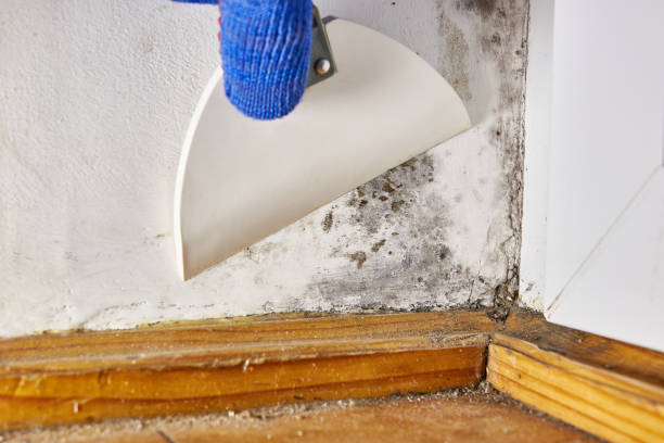 Best Post-Remediation Verification Testing  in Boyceville, WI